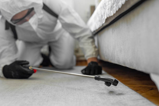 Professional Bed Bug Control technician working in New Port Richey, FL